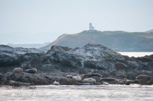 Harbor Seals with Cattle Point Lighthouse