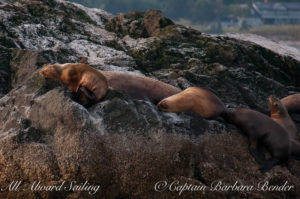 Stellers Sea Lion Pup