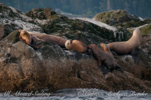 Stellers Sea Lion nursing