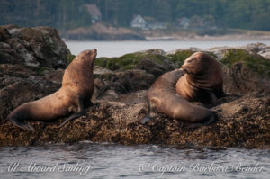 Stellers Sea Lions kissing