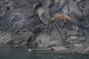 Harbor Seal