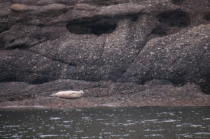 Harbor Seal