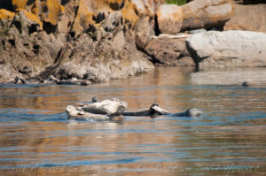 Harbor Seals Bare island