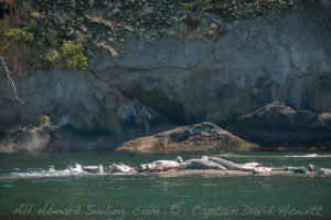 Harbor Seals Skipjack Island