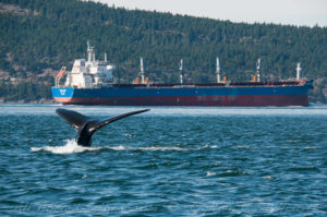 Humpback Whale in Shipping Lane of Boundary Pass