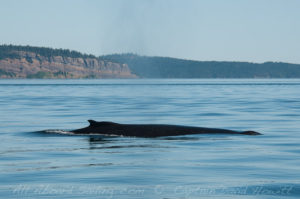 Humpback whale Boundary Pass