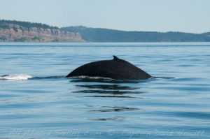 Humpback whale Boundary Pass