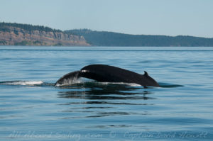 Humpback whale Boundary Pass