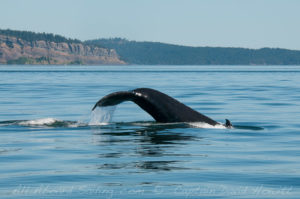 Humpback whale Boundary Pass