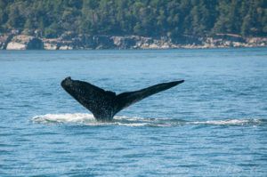 Humpback Whale fluke