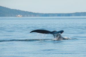 Humpback Whale fluke