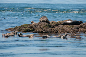 Harbor Seals San Juan Channel