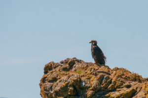 Immature Bald Eagle