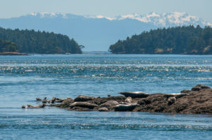 Harbor Seals North of San Juan Island