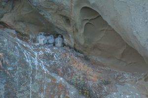 Peregrine Falcon Chicks