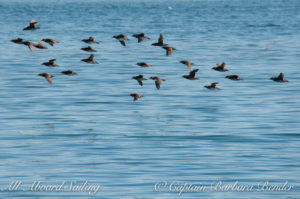 Rhinoceros auklets in flight