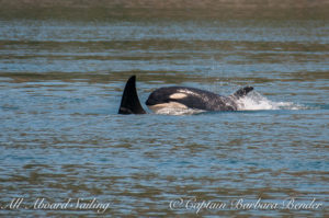 L103 with her first calf, L123