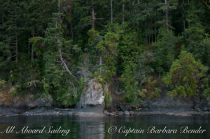 Forested coastline of Shaw Island