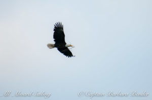 Bald Eagle picks out a twig for his nest