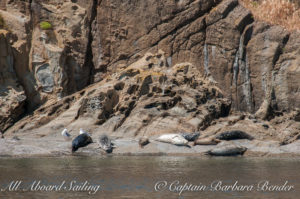 Harbor Seals, Bare Island, North of Waldron