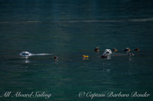 Harbor Seals in Kelp forest