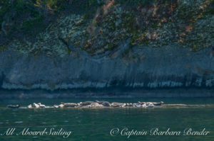 Harbor Seal haul out, Skipjack Island