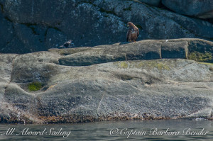 Immature Eagle and Crow