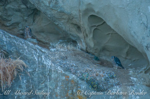 Peregrine Falcon Chicks