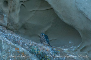 Peregrine Falcon Chick