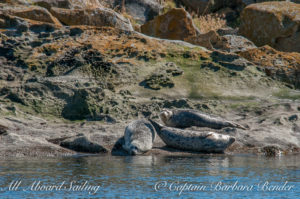 Harbor Seals warming