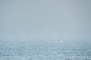 Transient killer whales in the fog