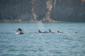 Transient killer whales preying on a harbor seal