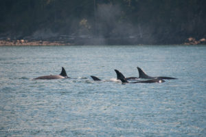 Tight group of transient killer whales