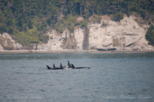 Transient orcas in travel mode