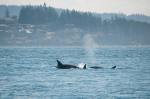 Transient killer whales hunting