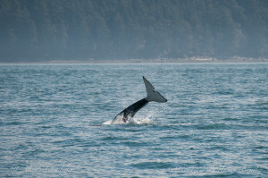 Killer whale headstand