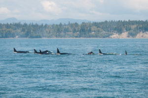 Transient orcas headed for Guemes Channel