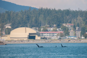 T19B and T19C with mum in between near Anacortes