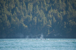 Large group of orcas hugging the shoreline