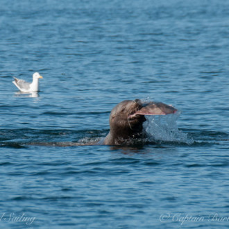 An adventure to Sucia Island