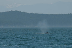 Humpback whale