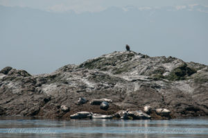 Harbors seals, bald eagle, Olympic Mountains