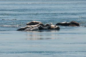 Harbor Seals resting in the sun