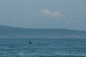 K36 Yoda and Mt Baker