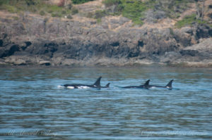 J16 Slick - mother with her three daughters: J50 Scarlet, J42 Echo, J36 Alki