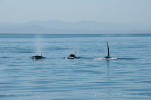 Orcas headed our way