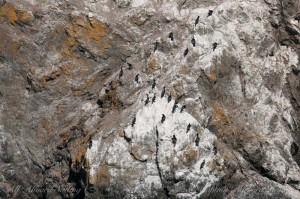 Cormorants at Kellett Bluff