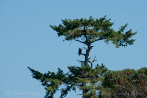 Bald Eagle sitting on his/her nest atop the tree