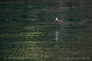 Pigeon Guillemot - they have cute red legs and feet