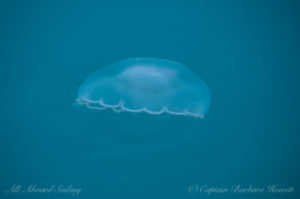 Moon jellyfish